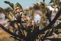 III Plantación de Almendros en memoria del accidente nuclear de Fukushima