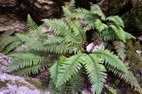 Publican el primer catálogo completo de la flora del Parque Nacional Sierra de las Nieves con casi 1.400 especies