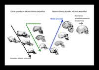 Investigadores de la UMA revelan cómo evolucionó el rostro humano