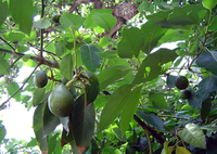 La UMA y La Mayora demuestran el beneficio de la cáscara de almendra en el cultivo de aguacate