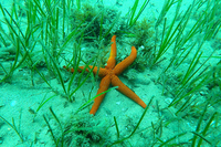 Estrella de mar (Echinaster sepositus) en pradera de Cymodocea nodosa