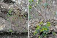 Detalles de Euphorbia guadalhorcensis 