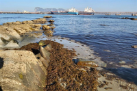 Imagen de una playa cubierta de alga asiática