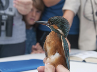 Día Mundial de las Aves