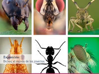 Insectos