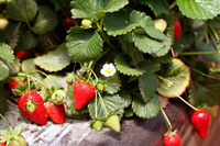 Fresas en los campos de Moguer (Huelva) estudiados. Fundación Descubre